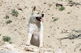 AKITA AMERICAIN 080